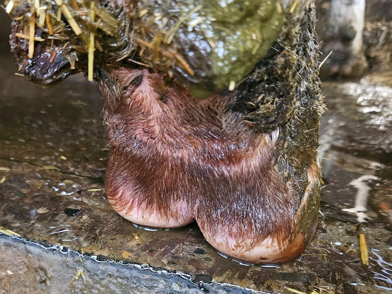 Klauenwaschanlage Cowtec