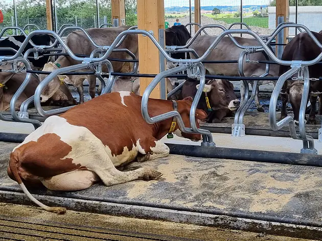 Aquastar®- Wohltuender Komfort gegen Hitzestress