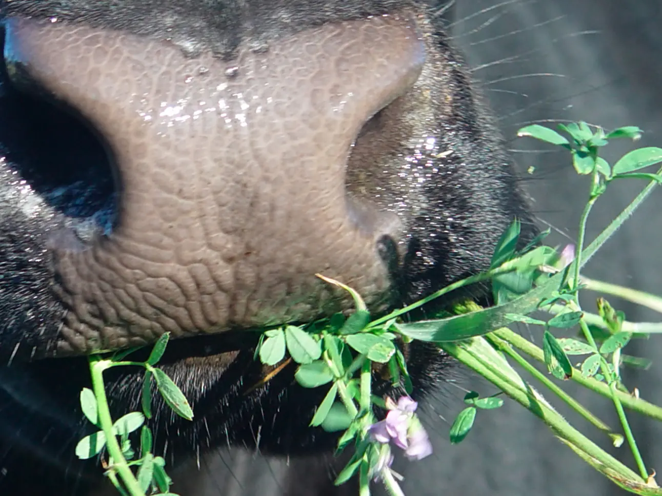 Sojafreies Futtersortiment