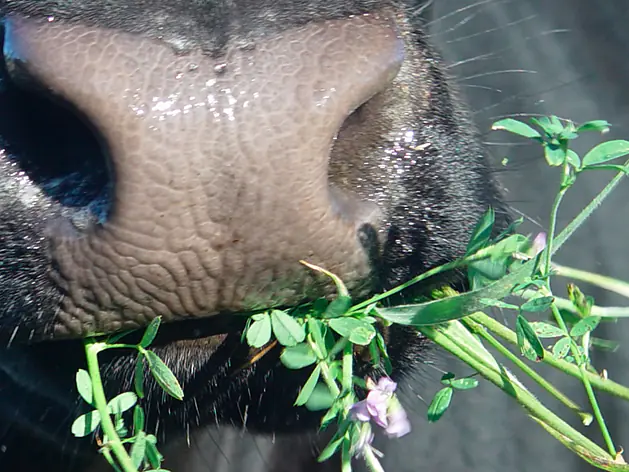 Sojafreies Futtersortiment