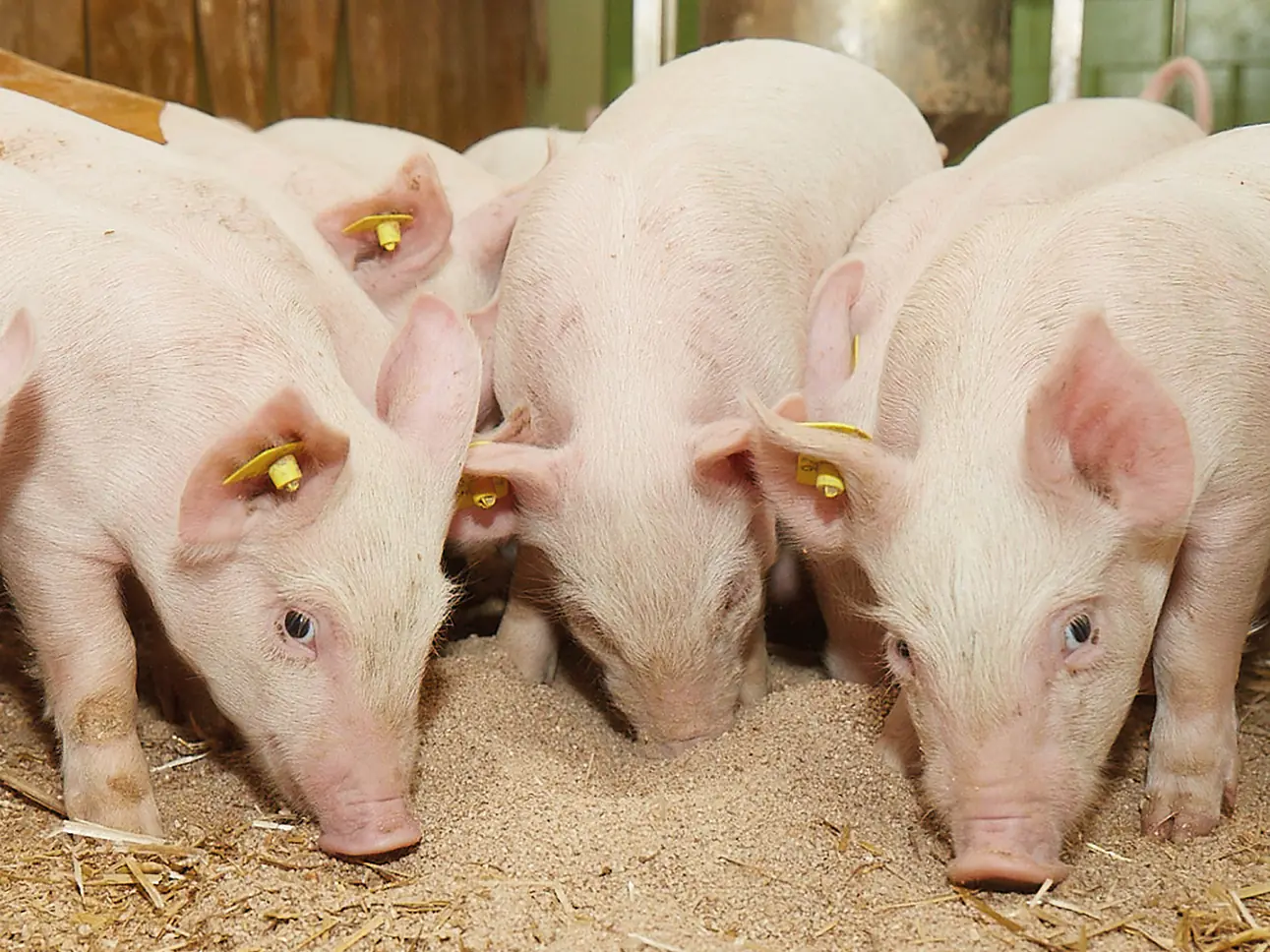 Futtersortiment Schweinezucht Ferkel