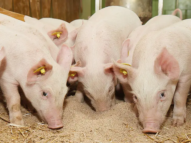 Futtersortiment Schweinezucht Ferkel