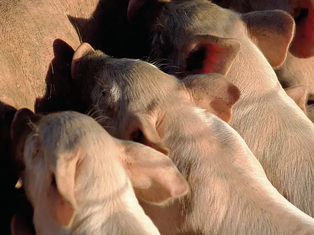 Futtersortiment Schweinezucht Sauen