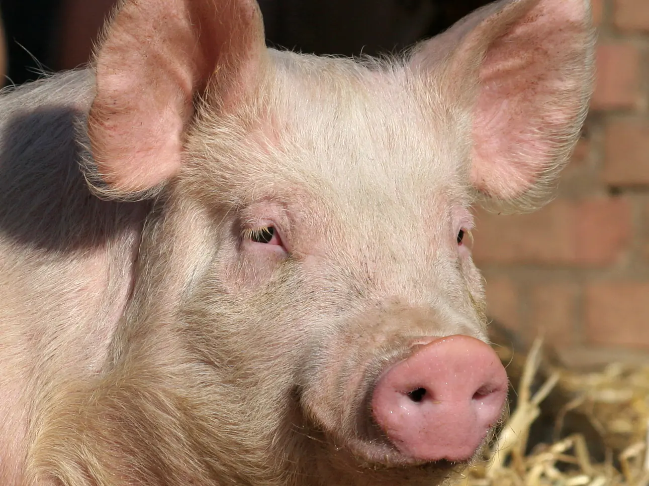 Futtersortiment Schweinemast