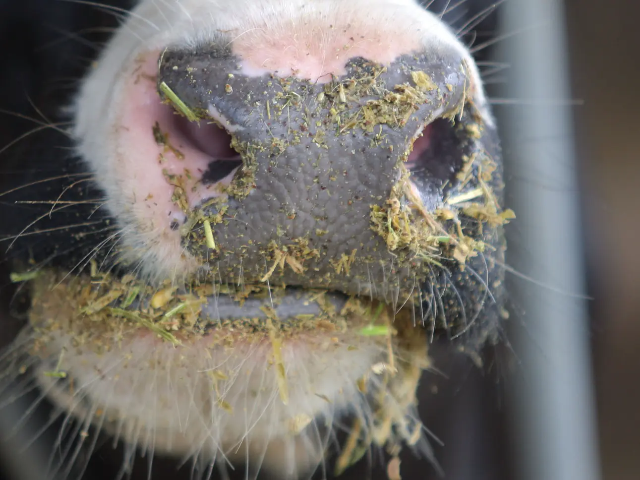 Futtersortiment Milchvieh