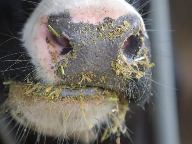 Futtersortiment Milchvieh