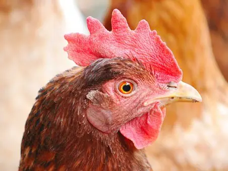 Aufzucht und Legehennen Futter