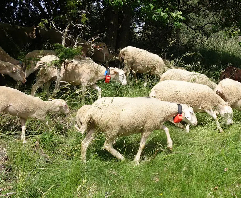 Collier Anti-loup ovin 3 - Credit CICAL(1).jpg