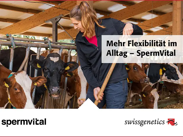 SpermVital verdoppelt den Besamungszeitraum
