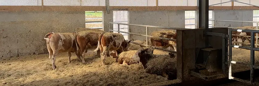 Einstreuen nach Sektor, Uhrzeit und tatsächlichem Bedarf im Stall