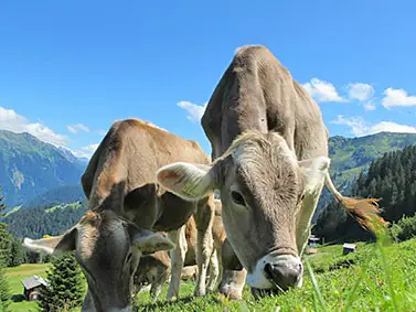 Sano-Kräuterwürfel – Darmgesundheit Deiner Tiere