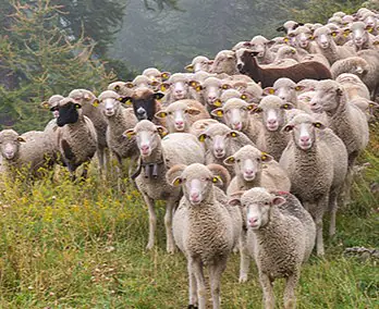 Schafe.jpg