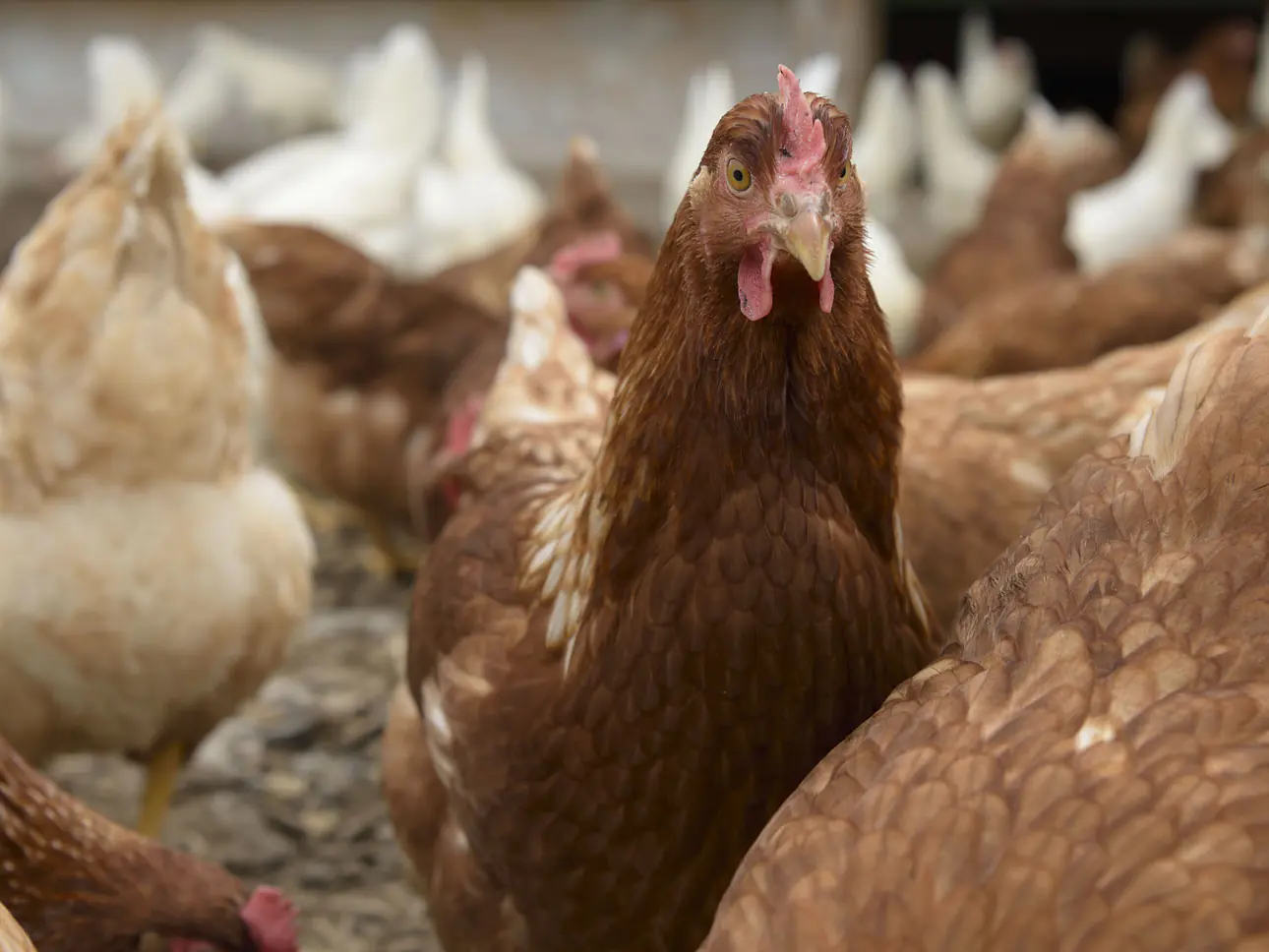 Hepato – Mineralfutter für die Leberregulierung