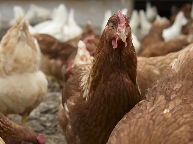 Hepato – Mineralfutter für die Leberregulierung