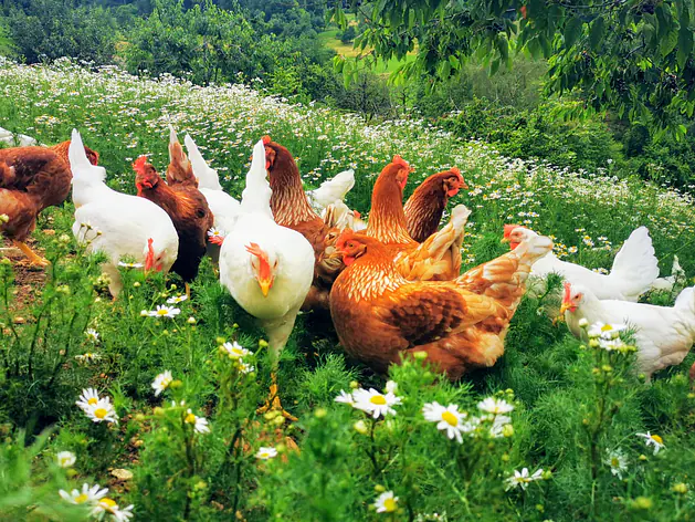 Dessertwürfel - Legeleistung und Eigewicht schneller steigern