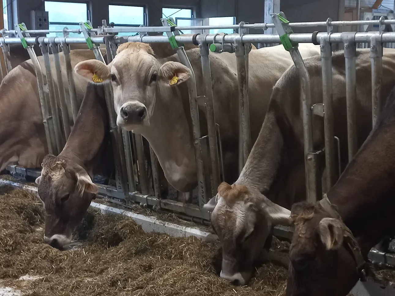 Melotte Stalltechnik