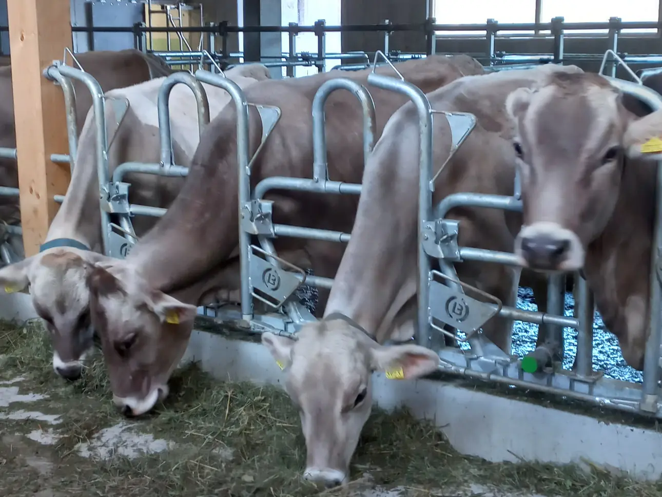 Melotte Stalltechnik