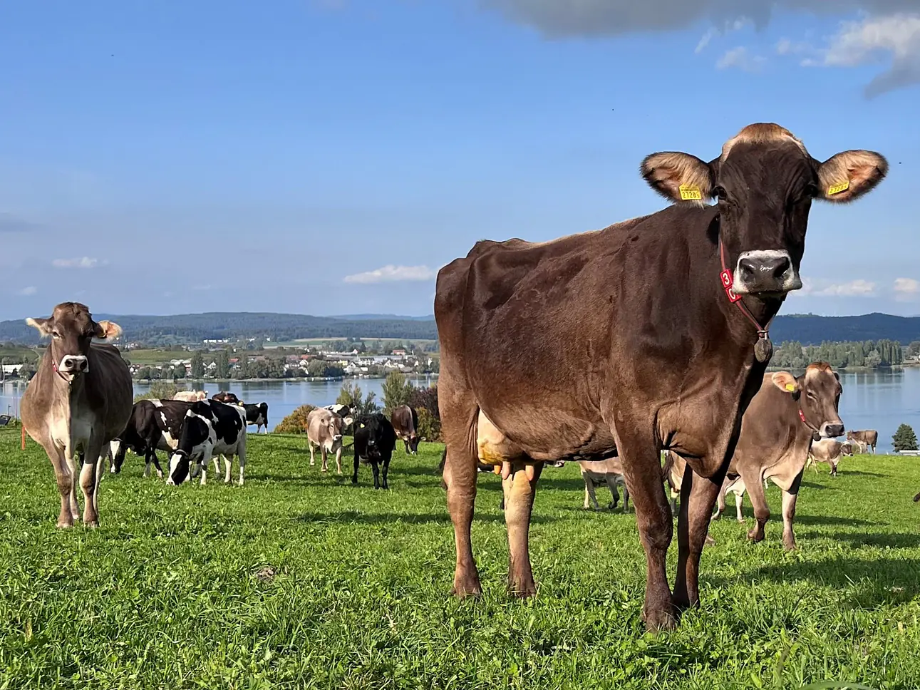 Beratung Landwirtschaft 