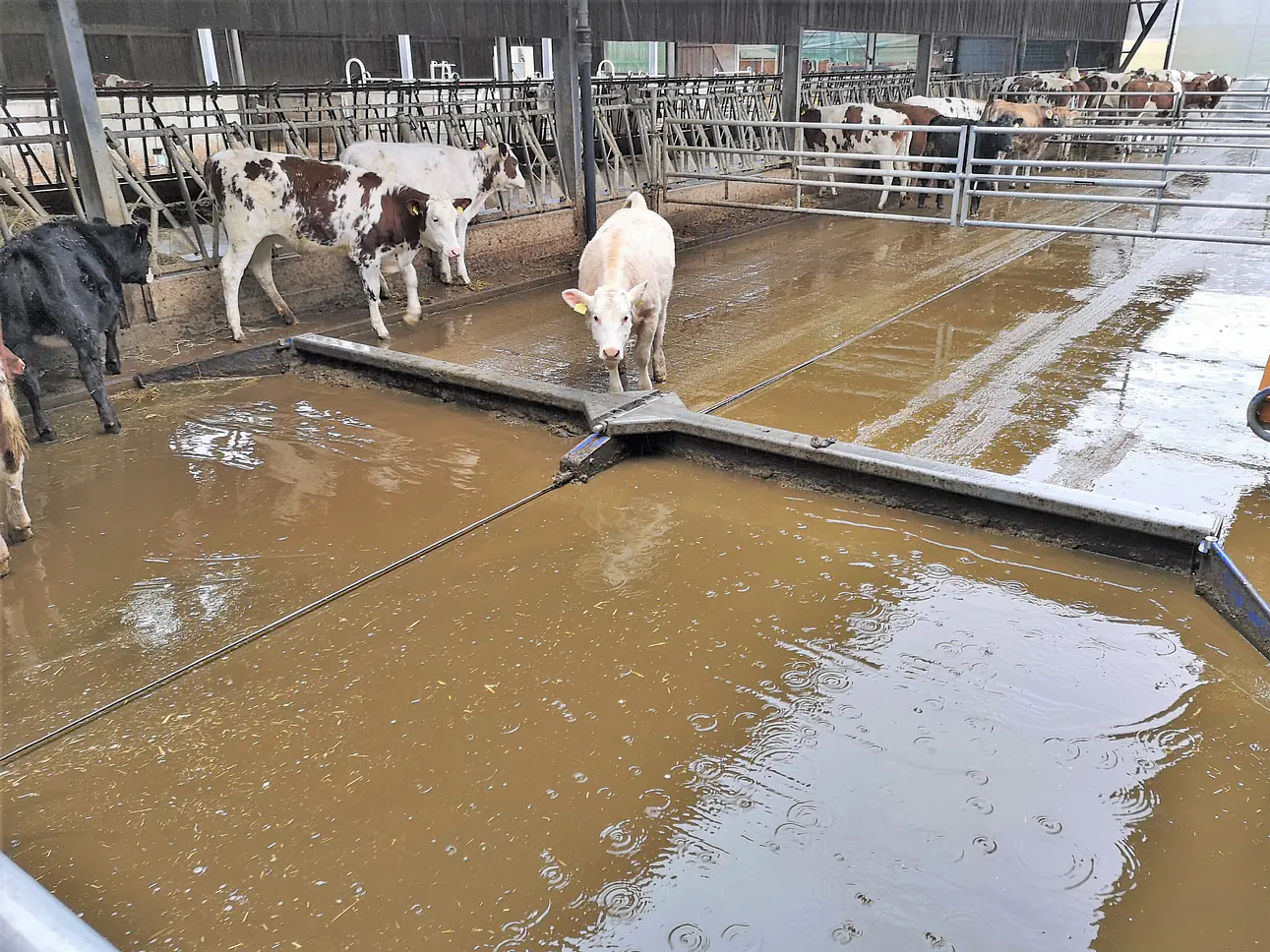 moControl3,  intelligente Entmistungssteuerung, die mitdenkt