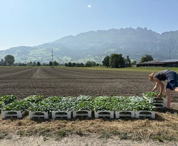 brokkolisortensichtung haag.jpg