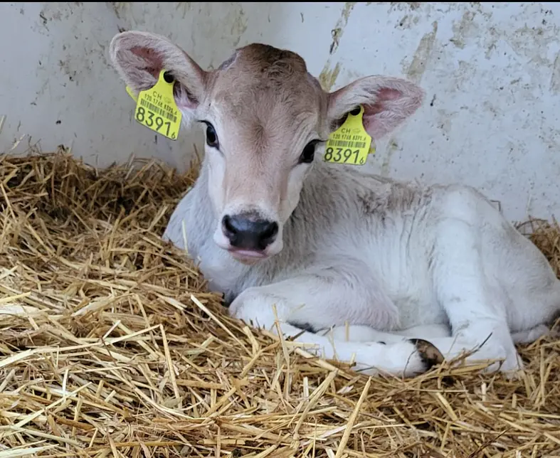Gutsbetrieb - frisch geborenes Kalb.jpg