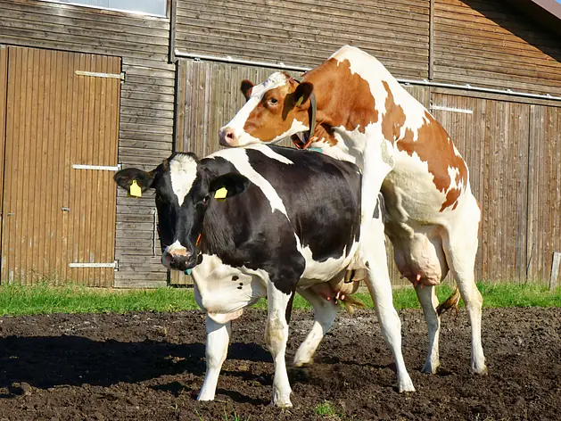 Progesteronmessung Milch