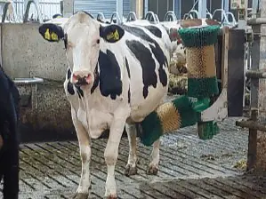 Bauchbürste von SCHURR