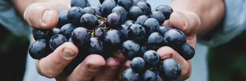 Künstliche Intelligenz im Weinberg - Chancen und erste Erfolge