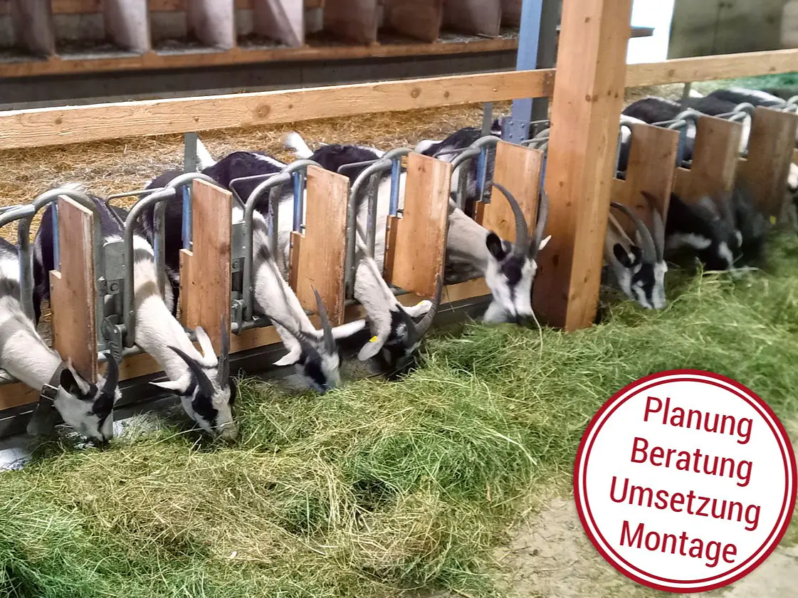 Für Ziegen gemacht: Das perfekte Selbstfanggitter