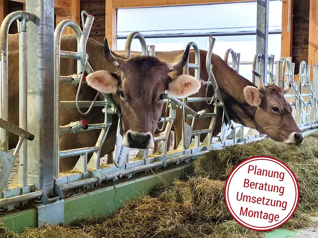 Freiheit am Fressplatz – mit Meyer Free-Cow