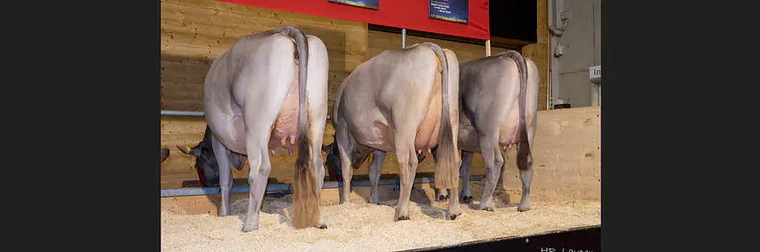 Schaufenster Nachzuchten