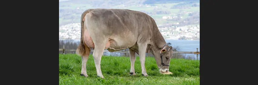 Schaufenster Nachzuchten