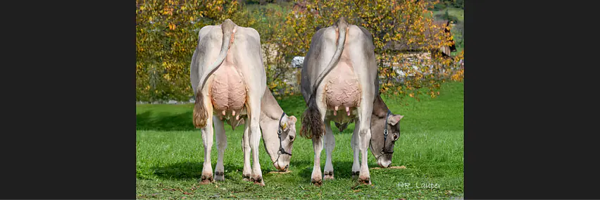 Schaufenster Nachzuchten