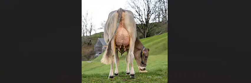 Schaufenster Nachzuchten