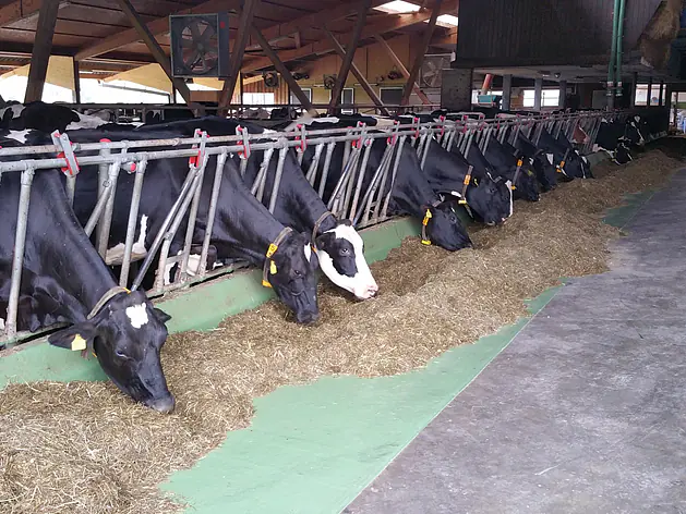 Futtertischauskleidung