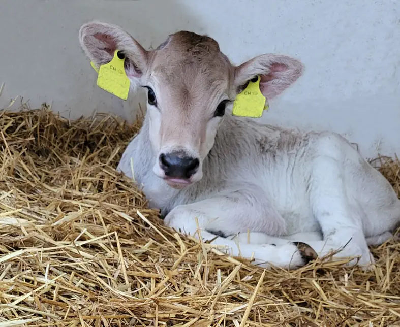 Gutsbetrieb - frisch geborenes Kalb bearbeitet ink Wand .jpg