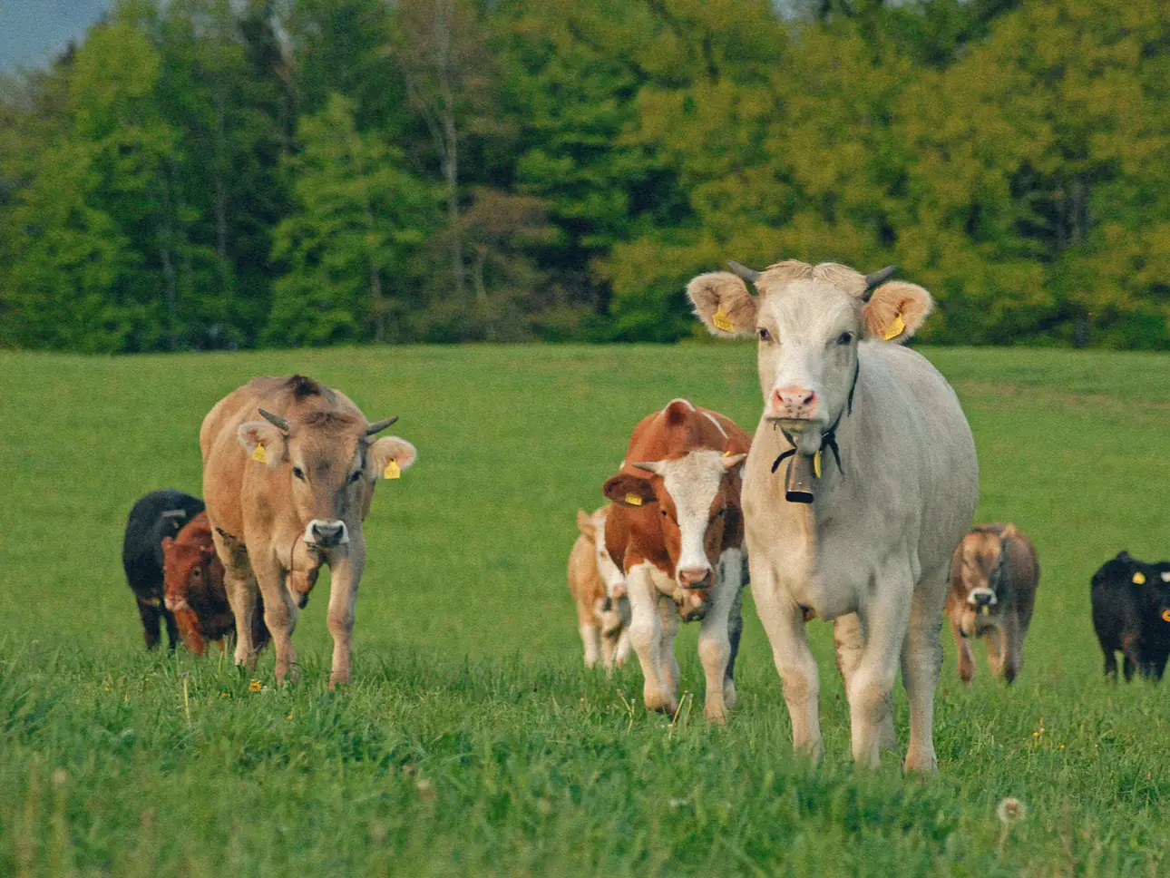 Silvestri Bio-Weiderind