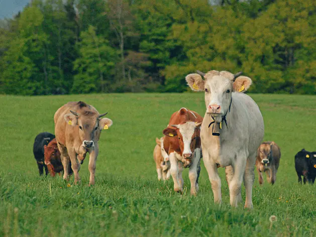 Silvestri Bio-Weiderind