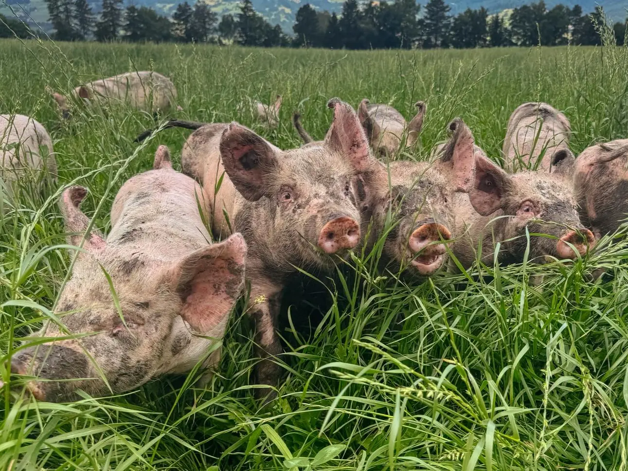 Silvestri Freilandschwein