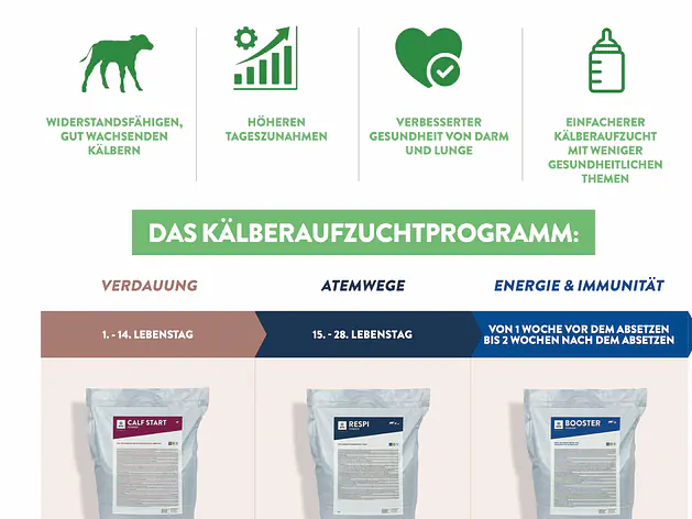 Kälber Aufzucht