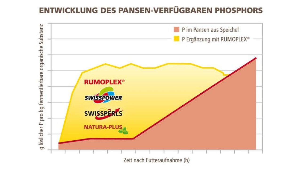 Erst beim Wiederkäuen gelangt mit dem Speichel genügend löslicher Phosphor in den Pansen der Kühe.