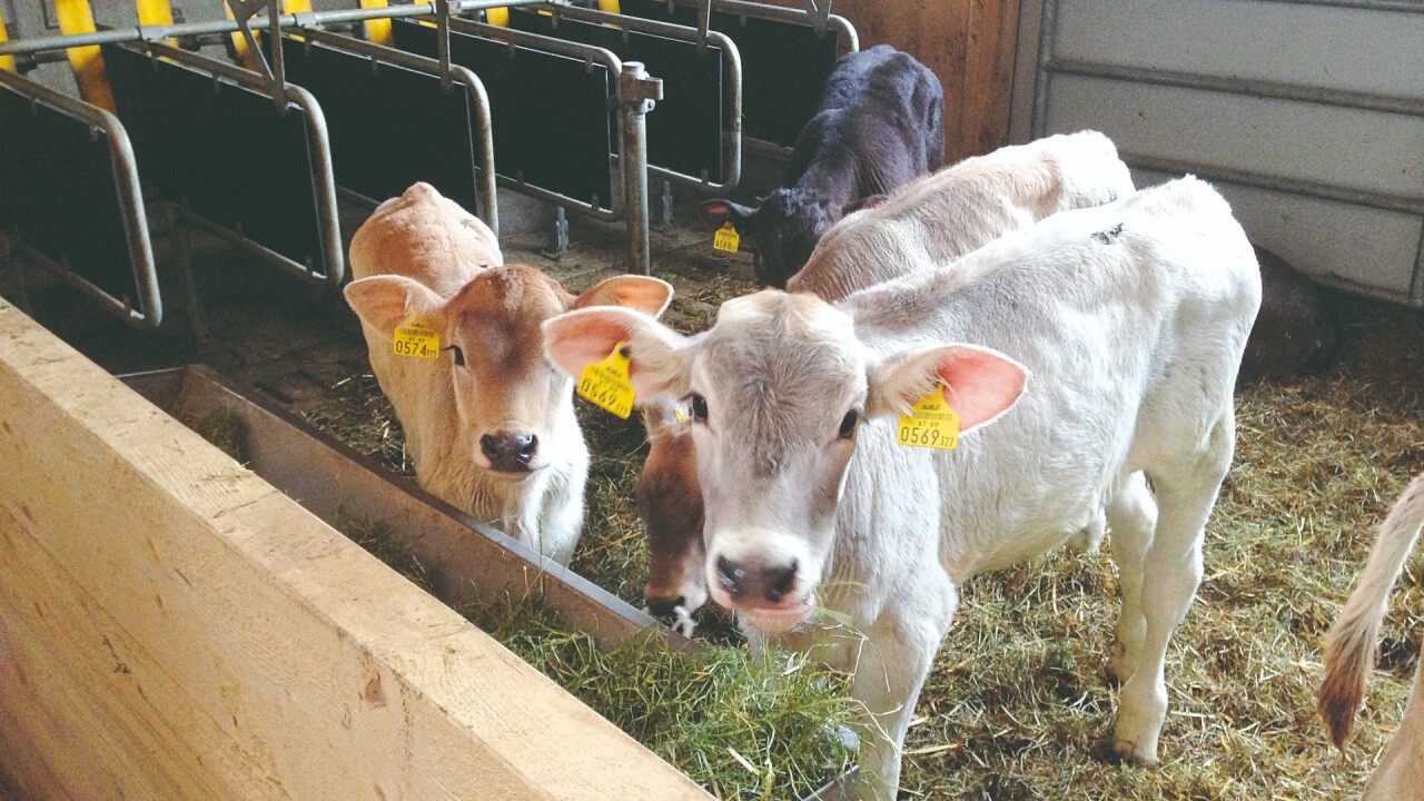 Gesundes Heu für beste Tiergesundheit