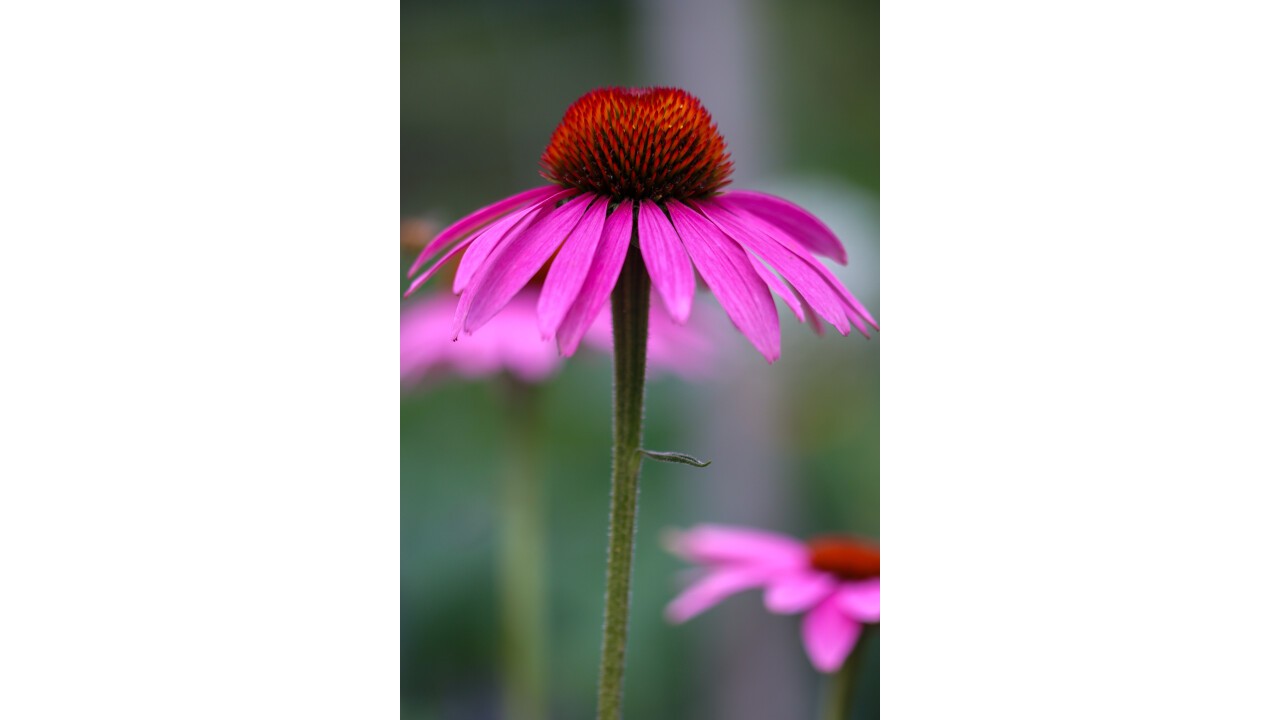 Roter Sonnenhut (Echinacea purpurea)